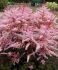 ASTILBE FALSE SPIREA HYBRID DELFT LACE 23 EYE 25 P.BAG