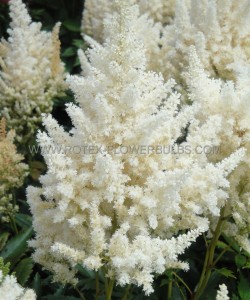 ASTILBE (FALSE SPIREA) HYBRID ‘HAPPY DAY‘ 2/3 EYE (25 P.BAG)