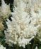 ASTILBE FALSE SPIREA HYBRID HAPPY DAY 23 EYE 25 P.BAG