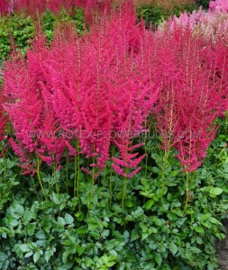 ASTILBE (FALSE SPIREA) HYBRID ‘HOT PEARLS‘ 2/3 EYE (25 P.BAG)