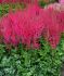 ASTILBE FALSE SPIREA HYBRID HOT PEARLS 23 EYE 25 P.BAG