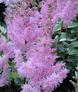 ASTILBE (FALSE SPIREA) HYBRID ‘ICE CREAM‘ 2/3 EYE (25 P.BAG)