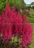 ASTILBE FALSE SPIREA HYBRID MIGHTY CHOCOLATE CHERRY 23 EYE 25 P.BAG