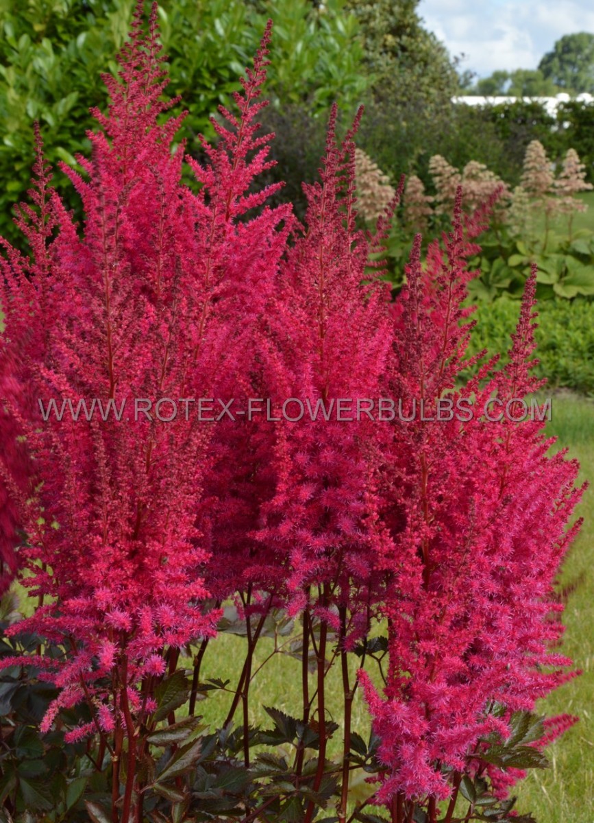 ASTILBE (FALSE SPIREA) HYBRID ‘MIGHTY CHOCOLATE CHERRY‘ 2/3 EYE (25 P.BAG)