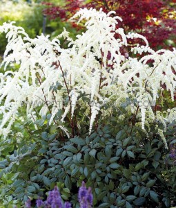 ASTILBE (FALSE SPIREA) HYBRID ‘MOCCACHINO‘ 2/3 EYE (25 P.BAG)