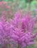 ASTILBE FALSE SPIREA HYBRID NEMO 23 EYE 25 P.BAG