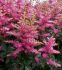 ASTILBE FALSE SPIREA HYBRID POWER POP 23 EYE 25 P.BAG