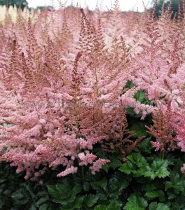 ASTILBE (FALSE SPIREA) HYBRID ‘RAZZLE DAZZLE‘ 2/3 EYE (25 P.BAG)