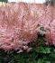 ASTILBE FALSE SPIREA HYBRID RAZZLE DAZZLE 23 EYE 25 P.BAG