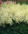 ASTILBE FALSE SPIREA JAPONICA ELLIE 23 EYE 25 P.BAG