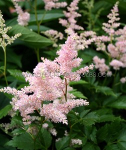 ASTILBE (FALSE SPIREA) JAPONICA ‘PEACH BLOSSOM‘ 2/3 EYE (25 P.BAG)