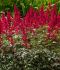 ASTILBE FALSE SPIREA JAPONICA RED SENTINEL 23 EYE 25 P.BAG