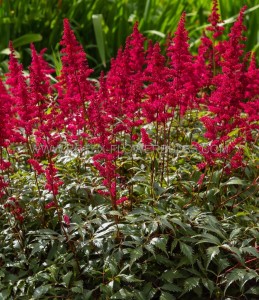 ASTILBE (FALSE SPIREA) JAPONICA ‘RED SENTINEL‘ 2/3 EYE (25 P.BAG)