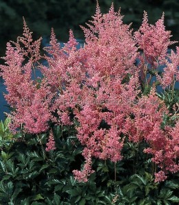 ASTILBE (FALSE SPIREA) JAPONICA ‘RHEINLAND‘ 2/3 EYE (25 P.BAG)