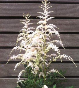 ASTILBE (FALSE SPIREA) SIMPLICIFOLIA ‘DARWIN‘S SNOW SPRITE‘ 2/3 EYE (25 P.BAG)