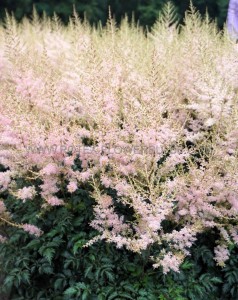 ASTILBE (FALSE SPIREA) SIMPLICIFOLIA ‘HENNIE GRAAFLAND‘ 2/3 EYE (25 P.BAG)