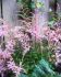 ASTILBE FALSE SPIREA SIMPLICIFOLIA SPRITE 23 EYE 25 P.BAG