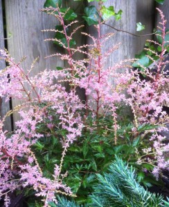 ASTILBE (FALSE SPIREA) SIMPLICIFOLIA ‘SPRITE‘ 2/3 EYE (25 P.BAG)