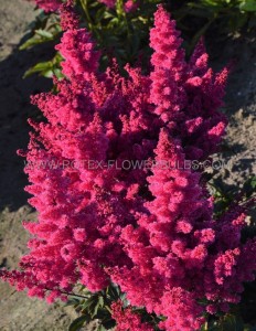 ASTILBE (FALSE SPIREA) SPP. ‘LUCKY DAY‘ 2/3 EYE (25 P.BAG)