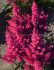 ASTILBE FALSE SPIREA SPP. LUCKY DAY 23 EYE 25 P.BAG