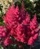 ASTILBE FALSE SPIREA SPP. SUNNY DAY 23 EYE 25 P.BAG