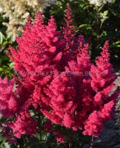 ASTILBE (FALSE SPIREA) SPP. ‘SUNNY DAY‘ 2/3 EYE (25 P.BAG)