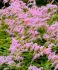 ASTILBE FALSE SPIREA THUNBERGII STRAUSSENFEDER 23 EYE 25 P.BAG