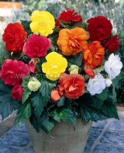 BEGONIA HYBRID ‘DOUBLE MIXED‘ 4/5 CM. (25 P.BAG)