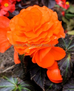 BEGONIA HYBRID ‘DOUBLE ORANGE‘ 4/5 CM. (25 P.BAG)