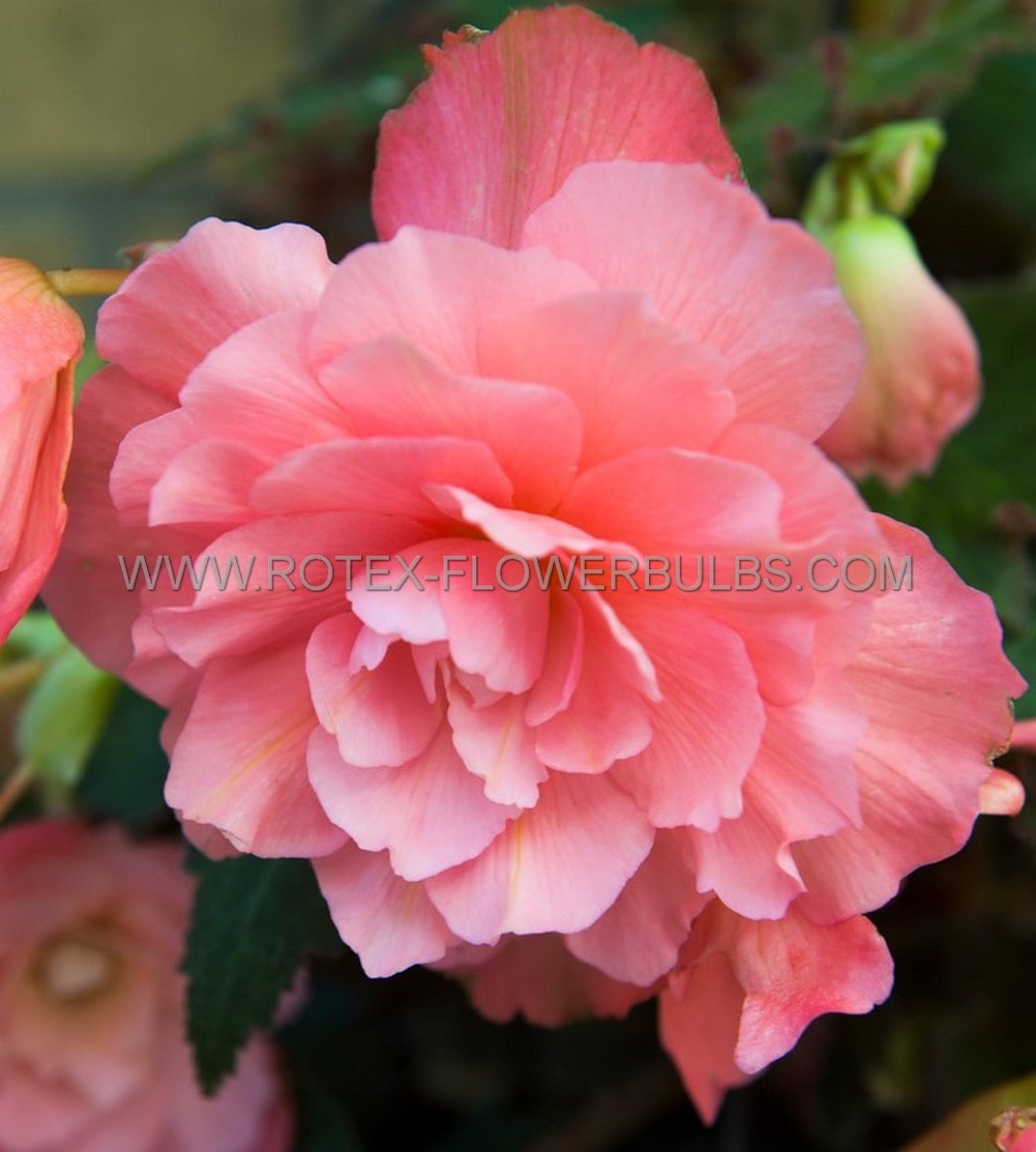 BEGONIA HYBRID ‘DOUBLE PINK‘ 4/5 CM. (25 P.BAG)