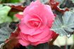 BEGONIA HYBRID DOUBLE PINK 45 CM. 25 P.BAG