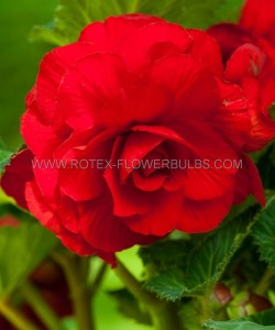 BEGONIA HYBRID ‘DOUBLE RED‘ 4/5 CM. (25 P.BAG)