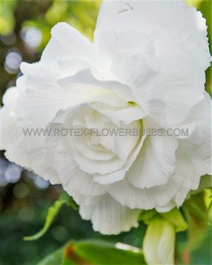 BEGONIA HYBRID ‘DOUBLE WHITE‘ 4/5 CM. (25 P.BAG)