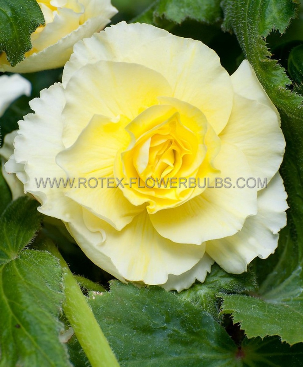 BEGONIA HYBRID ‘DOUBLE YELLOW‘ 4/5 CM. (25 P.BAG)