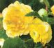 BEGONIA HYBRID DOUBLE YELLOW 45 CM. 25 P.BAG