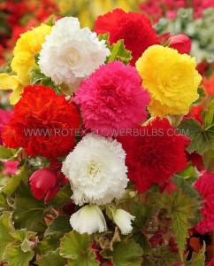 BEGONIA HYBRID ‘FIMBRIATA MIX‘ 4/5 CM. (25 P.BAG)