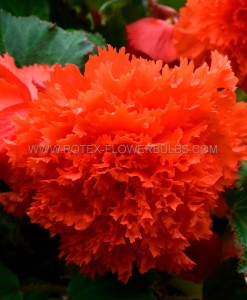 BEGONIA HYBRID ‘FIMBRIATA RED‘ 4/5 CM. (25 P.BAG)