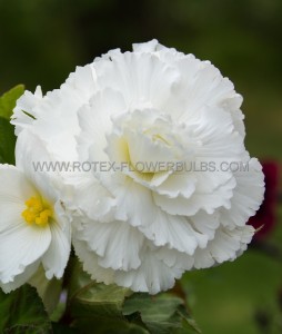 BEGONIA HYBRID ‘FIMBRIATA WHITE‘ 4/5 CM. (25 P.BAG)