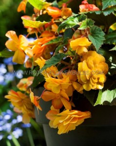 BEGONIA HYBRID ‘ILLUMINATION APRICOT‘ 4/5 CM. (25 P.BAG)