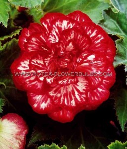 BEGONIA HYBRID ‘MARMORATA‘ 4/5 CM. (25 P.BAG)