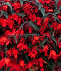 BEGONIA HYBRID ‘PENDULA DARK RED‘ 4/5 CM. (25 P.BAG)