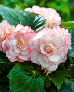 BEGONIA HYBRID ‘PICOTEE WHITE-RED‘ 4/5 CM. (25 P.BAG)