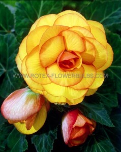 BEGONIA HYBRID ‘PICOTEE YELLOW-RED‘ 4/5 CM. (25 P.BAG)