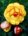 BEGONIA HYBRID PICOTEE YELLOW-RED 45 CM. 25 P.BAG