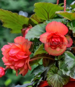 BEGONIA HYBRID ‘WUMMI APFELBLUTE‘ 4/5 CM. (25 P.BAG)