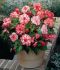 BEGONIA NOVELTY BOUTON DE ROSE 6 CM. 15 QUALITY PKGS.X 1