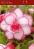 BEGONIA NOVELTY BOUTON DE ROSE 6 CM. 15 QUALITY PKGS.X 1