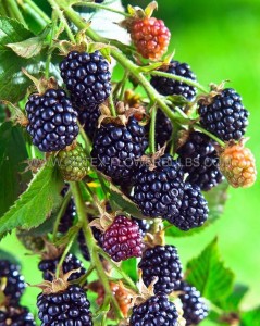 BLACKBERRY  ‘ARAPAHO ‘ 1YR. NO.1 - BL108 (25 P.BAG)