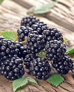 BLACKBERRY ‘CHESTER‘ 1YR. NO.1 - BL150 (25 P.BAG)