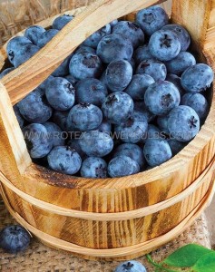 BLUEBERRY ‘BILOXI‘ 1YR. NO.1 - BU076 (25 P.BAG)